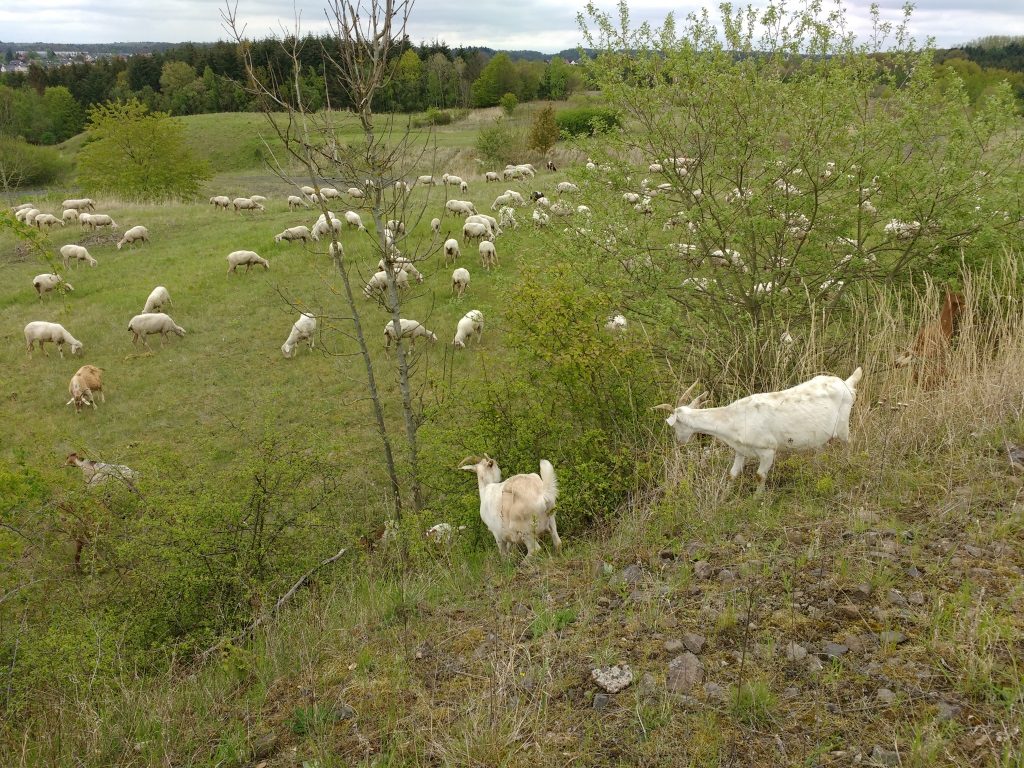 Beweidungskonzepte PlanWerk