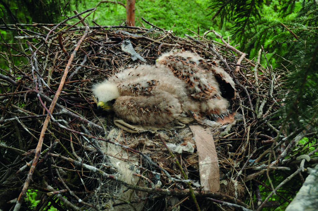 Junge im Nest © S. Thorn