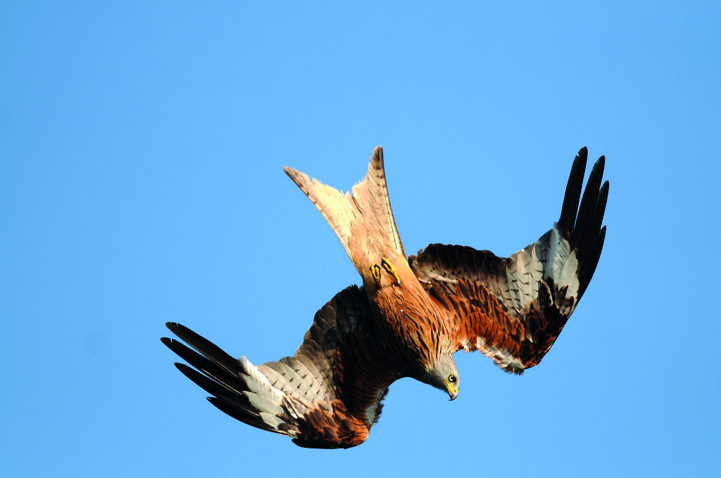 Rotmilan im Flug © C. Gelpke