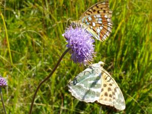 Schmetterling PlanWerk